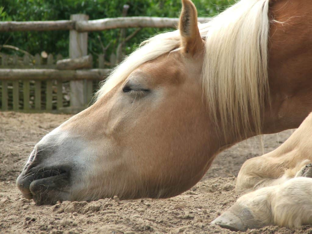 Haflinger liegt schlafend im Sand, entspannt und mit hängender Lippe und geschlossenen Augen