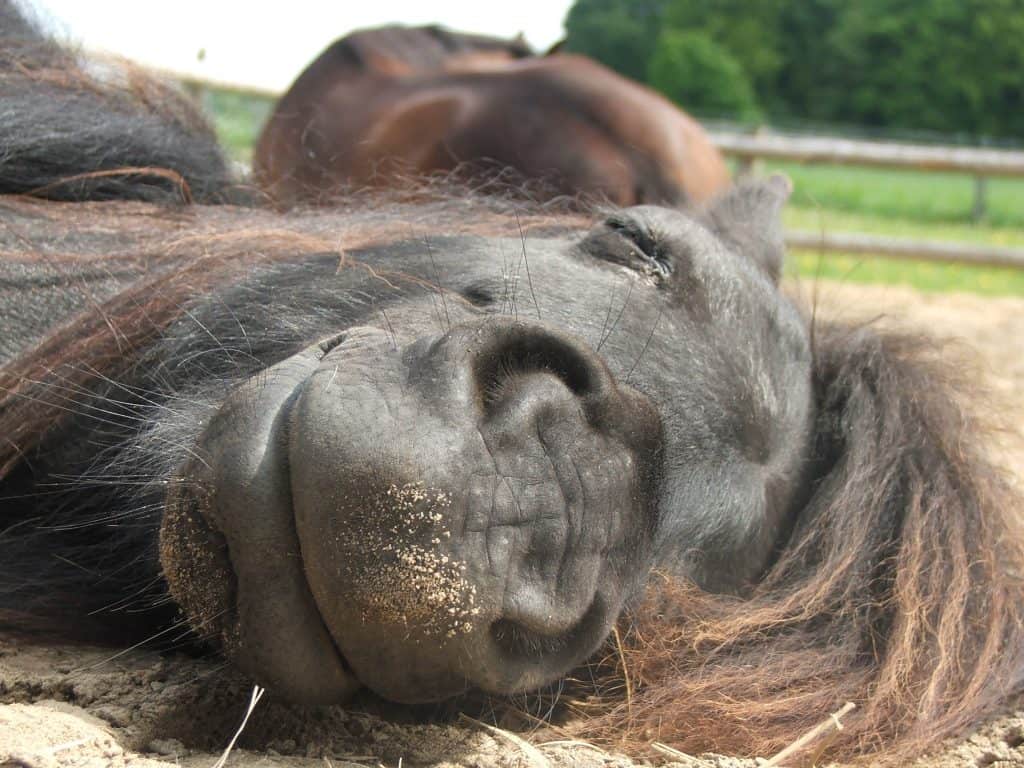 Das schwarze Shetlandpony Pedi schläft in der Sonn und grinst.