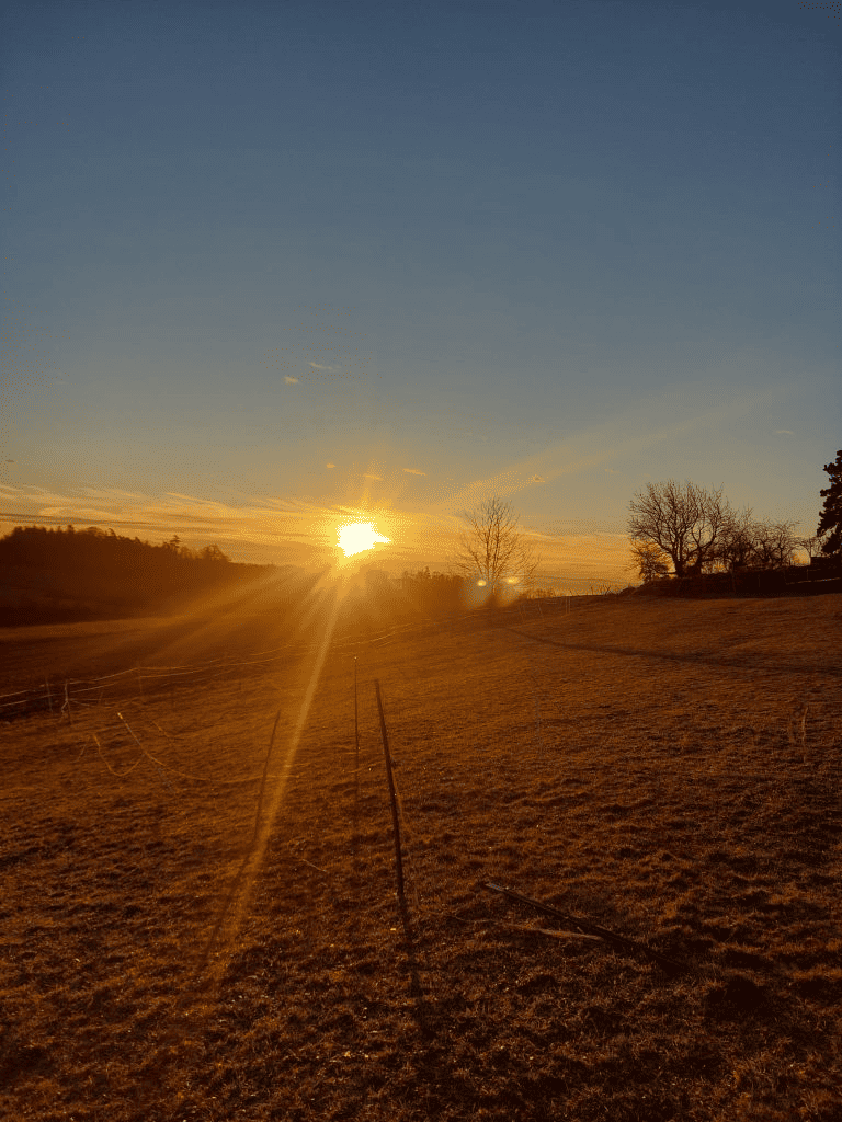 Sonnenaufgang an der Pferdekoppel erweckt die Sehnsucht nach der Bestimmung