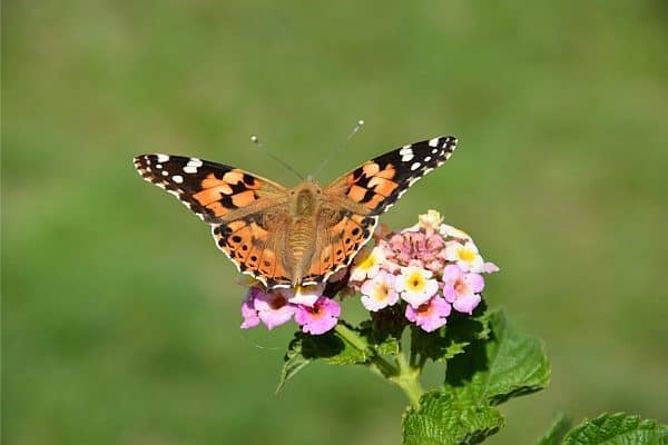 ein Tagpfauenauge auf einem rosa-gelben Wandelröschen