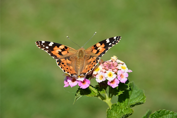 Ein Tagpfauenauge auf einem rosa Wandelröschen. Ob er als Raupe schon seine Bestimmung kannte?