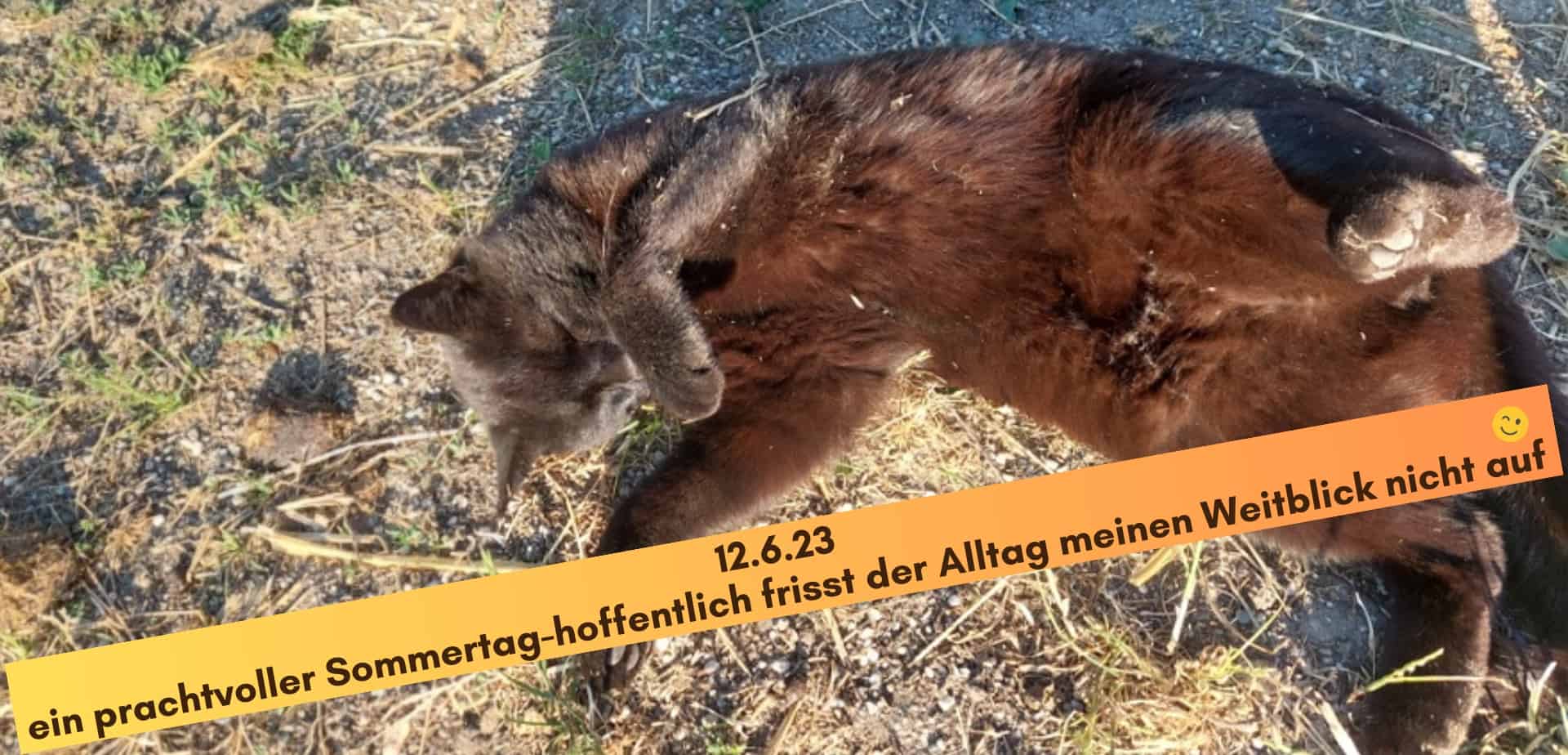 Schwarzer Kater liegt ausgestreckt in der Sonne