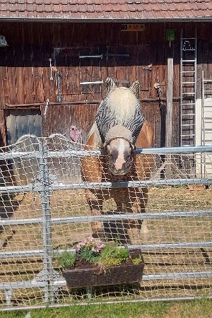 Haflinger mit Fliegenmaske steht im Paddock im Innenhof und schaut über Zaun und genießt die Natur