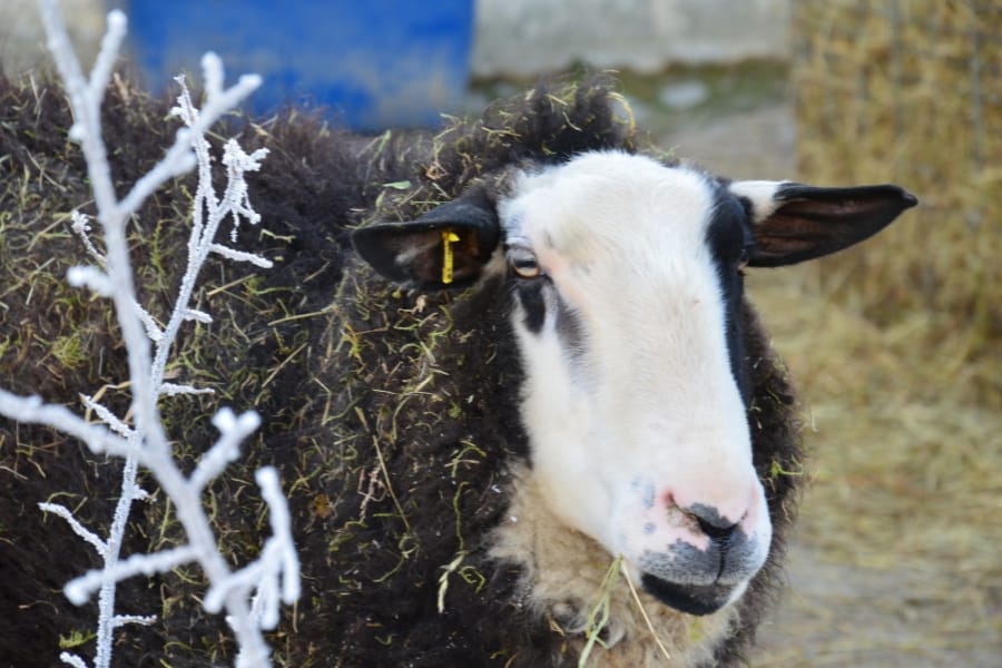 Schwarz-weißer Schafbock Justus in dicker Winterwolle bei Frost draußen