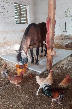 Braunes Pferd steht auf weichem Bodenbelag im Stall und frisst Müsli im Juni