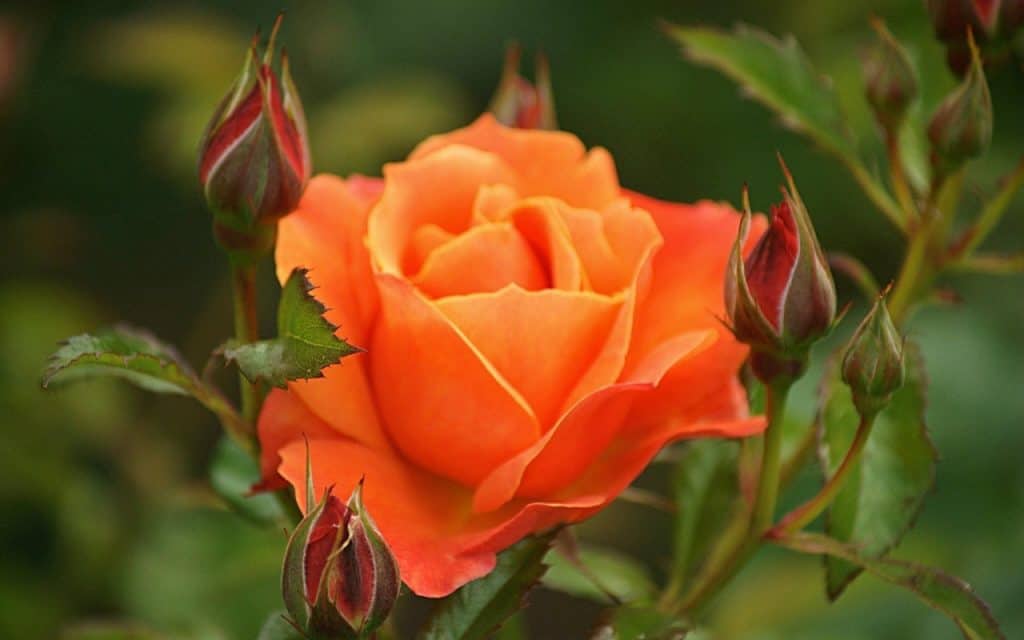 Eine große orangefarbene Rose mit vielen Rosenknospen daneben