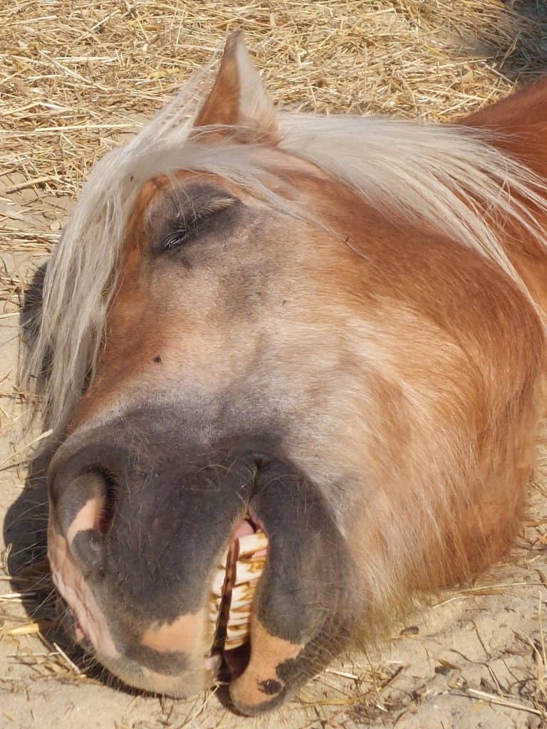 Haflinger schläft auf dem Sand in der Sonne