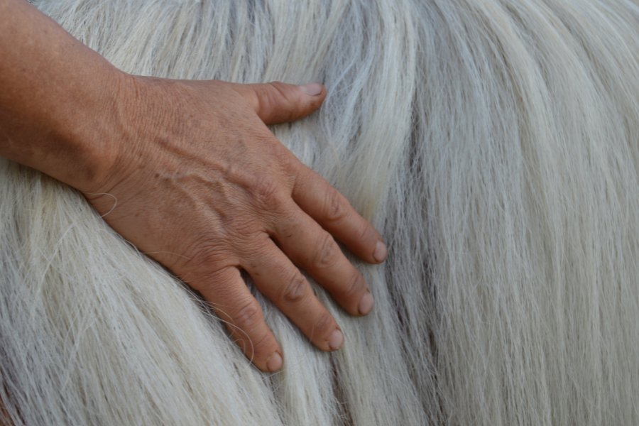 Mariannes Hand in der weißen Mähne des Haflingers