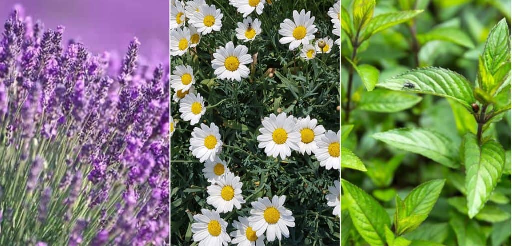 Foto Collage von Lavendel, Kamille und Pfefferminze in unserem Bauerngarten. Alle eignen sich für Kräuterbündel
