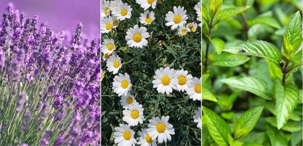 Foto mit Lavendel, Kamille, Pfefferminze. Das sind wundervolle Öle für ein Körper-Schutz-Öl.