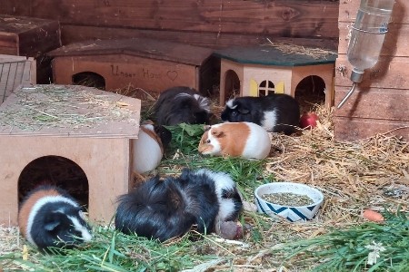 6 bunte Meerschweinchen essen in ihrem Stall