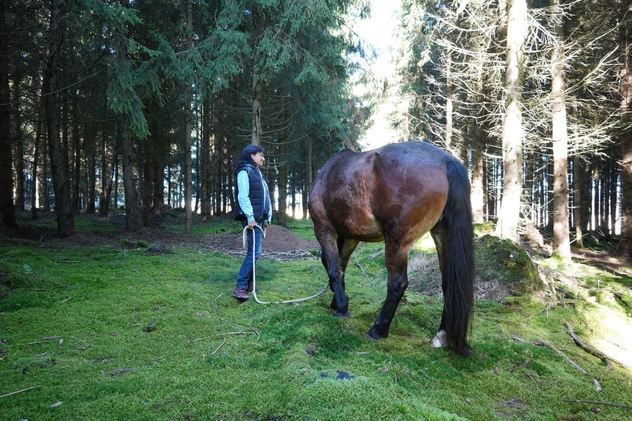 Marianne und braunes Pferd sind im Wald und das Pferd grast, da es im Juni kaum mehr Gras auf der Hauskoppel gibt