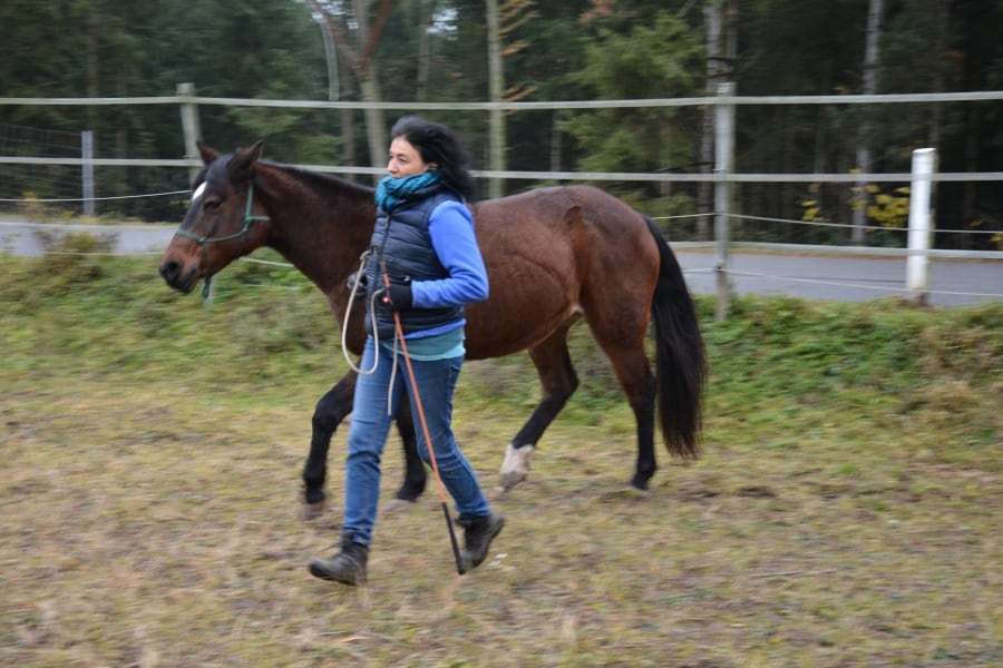 Marianne im Freestyle Spiel mit dem braunen Pferd, welches frei neben ihr herrennt