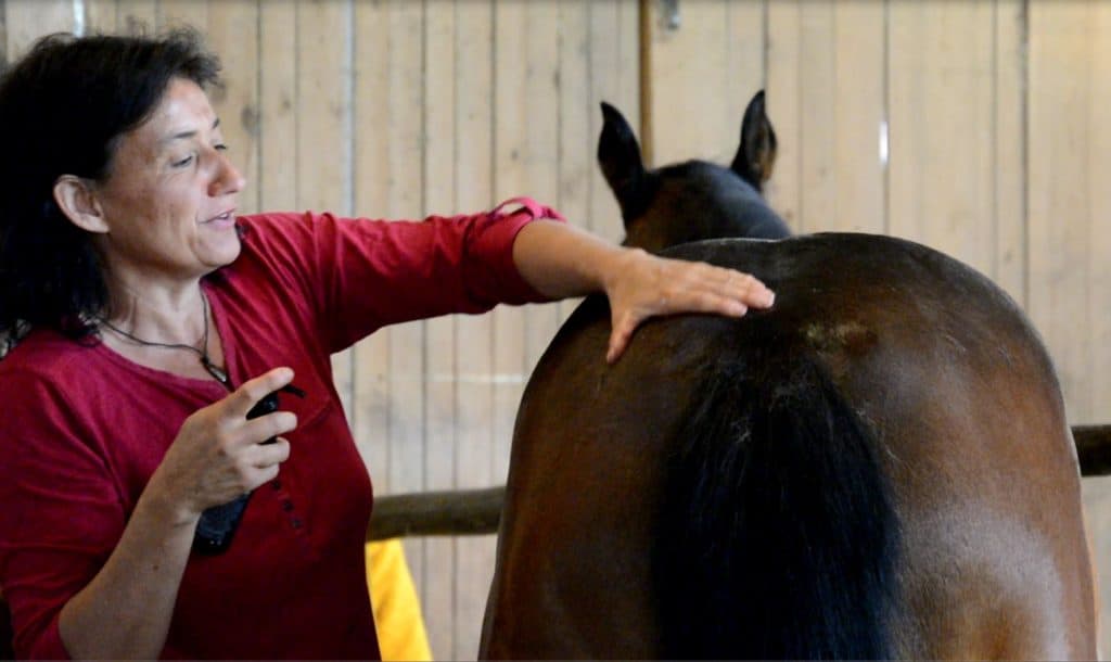 Marianne streicht Pflanzenöl in den Rücken des braunen Pferdes während einer Demo-Behandlung für TIer-Aromatologie.