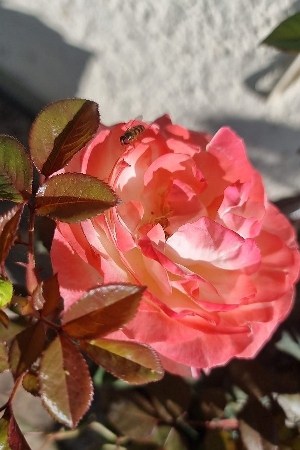 Eine rosa-weisse Nostalgie-Rose