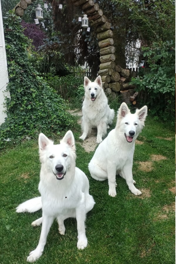 3 weiße Schäferhunde sitzen aufmerksam im Gras und warten, was als nächstes ansteht. Sie sind perfekt für die tiergestütze Intervention, denn sie sind leibhaftige Präsenz und Empathie