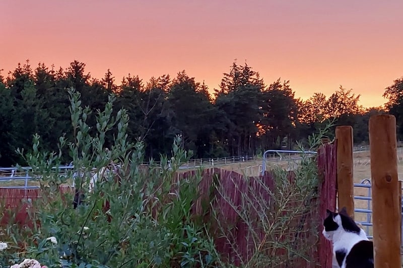 Ein wundervoller Sonnenuntergang zu sehen von der Feuerstelle am Hof aus und rechts im Bild eine schwarz-weisse Katze