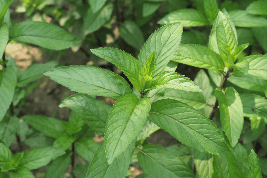 Ein Strauch mit Pfefferminze im Bauerngarten