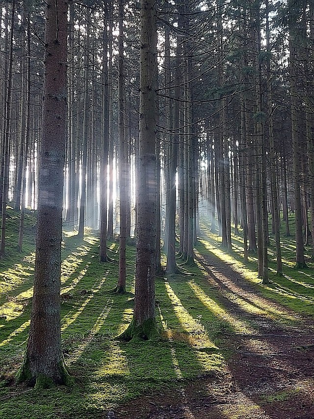 Auf meiner Walkingstrecke geht ein schmaler Weg durch den Wald. Das Licht bricht auf mystische Weise hindurch. Überall stehen hohe Bäume