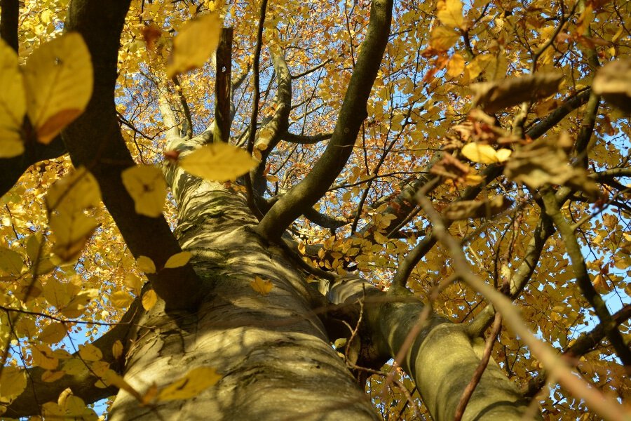 Blick in die Baumkrone einer Buche im Herbstlaub. Bäume können es: In dieser Welt bestehen.
