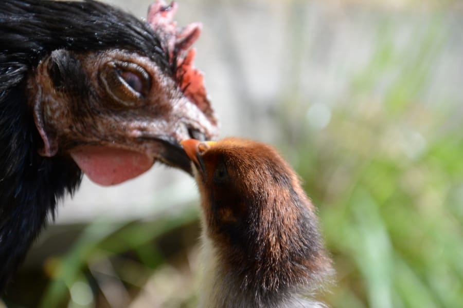 Tierkommunikation ist nicht nur von Tier zu Tier möglich, wie hier die Glucke mit ihrem Küken. Nein, Tierkommunikation ist auch zwischen Mensch und Tier möglich.