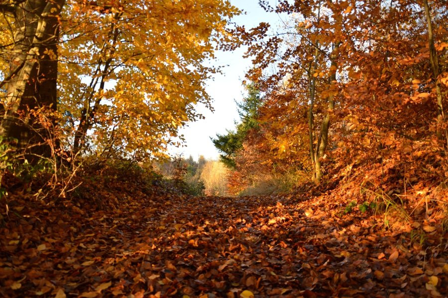 Ein breiter leuchtend goldener Weg durch den Herbstwald