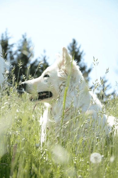 Tierkommunikation ist eine feine Art der Verbindung, hier sehen wir die Hündin Feline im Gras.