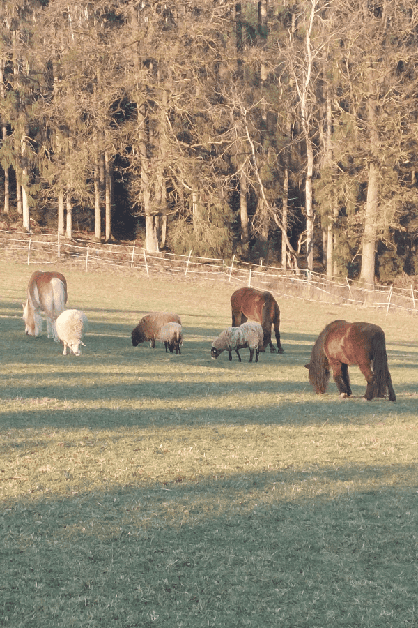 drei Pferde und 5 Schafe grasen auf der Wiese