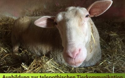 Meine Ausbildung zur telepathischen Tierkommunikation