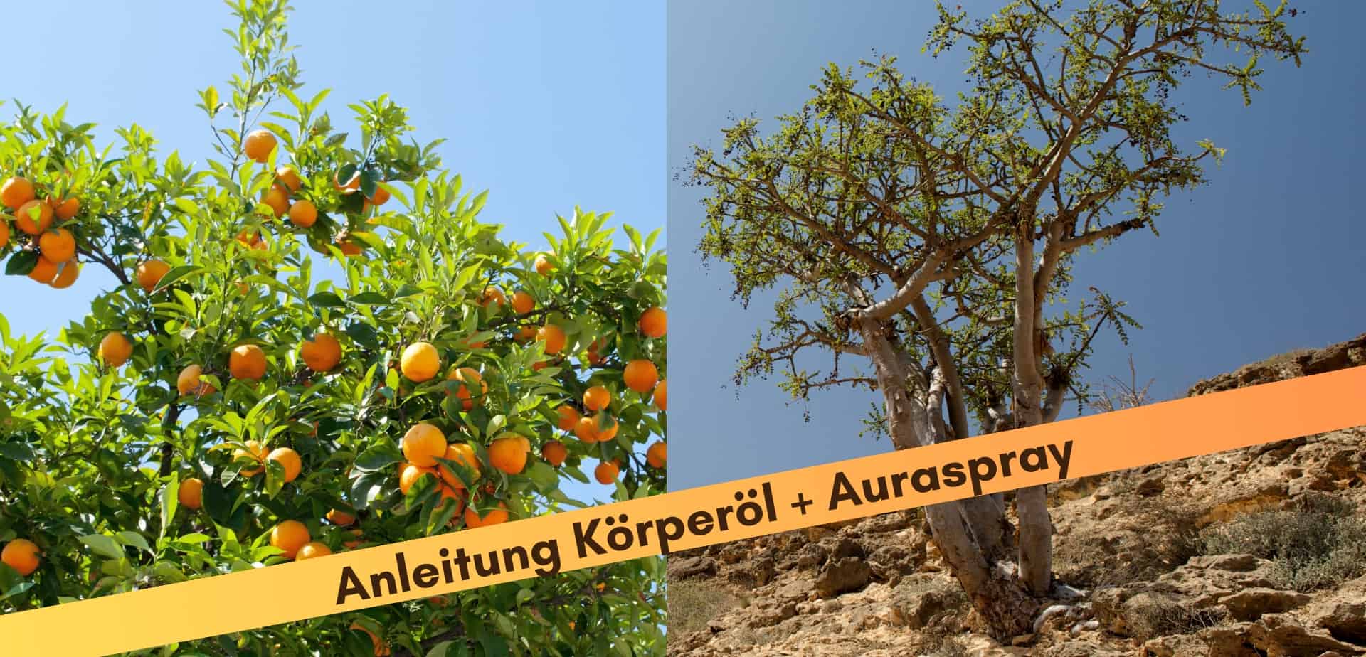 Orangenbaum und Weihrauchbaum