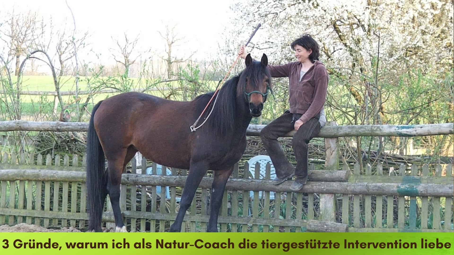 Marianne sitzt auf einem Koppelzaun aus Holz und streichelt das braune Pferd mit einem Savy Stick