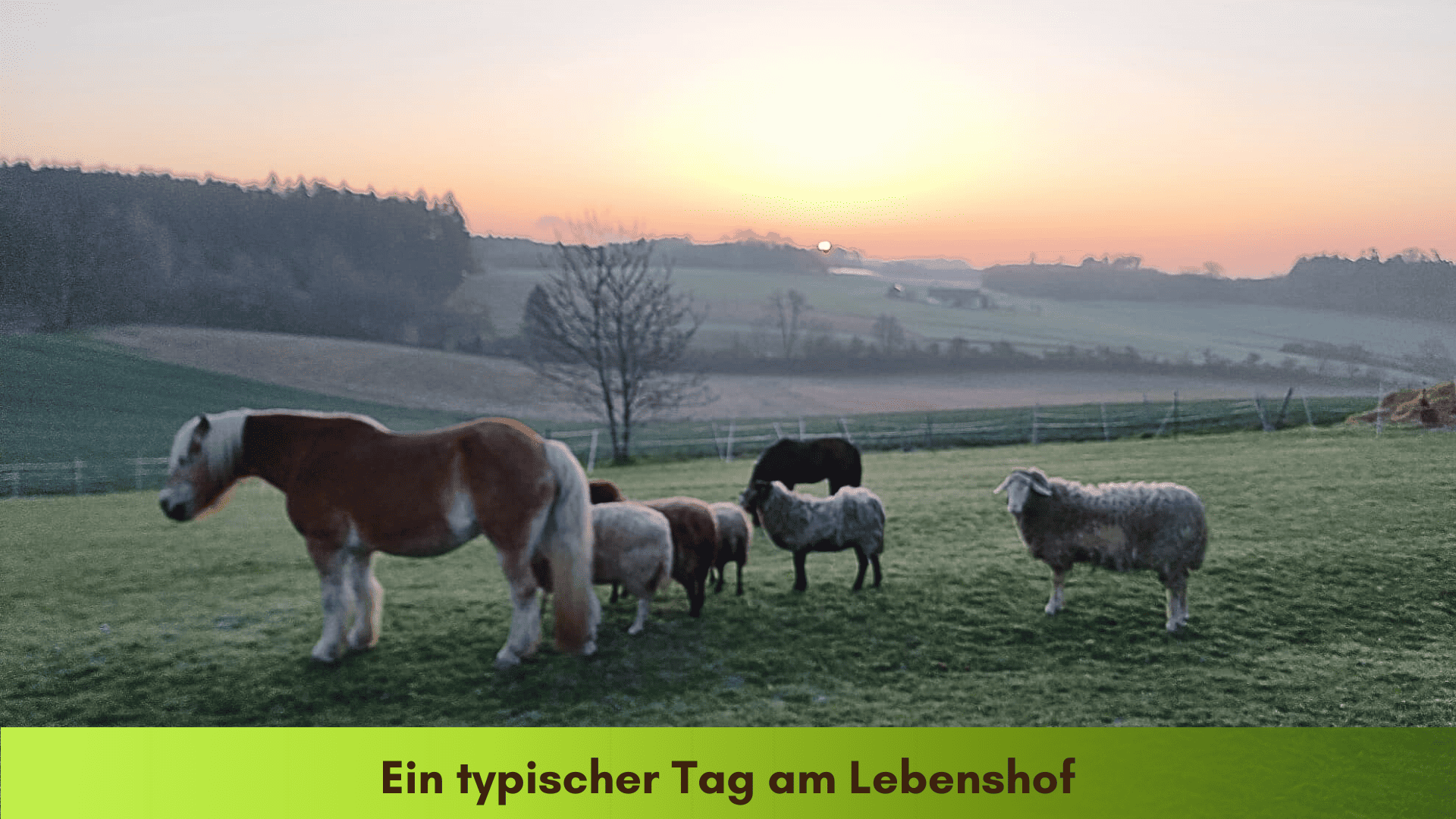 Die Pferde und Schafe stehen bei Sonnenaufgang gemeinsam auf der Weide