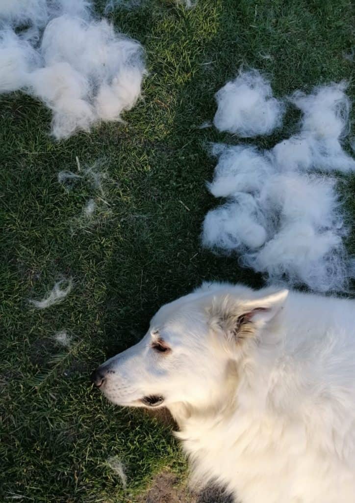 weißer Schäferhund wird gebürstet