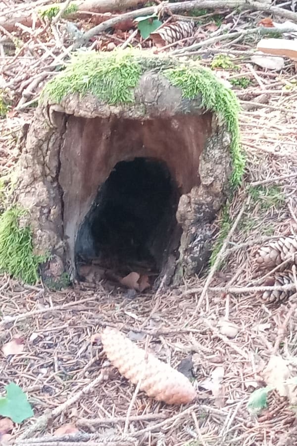 Eine Erdhöhle im Wald