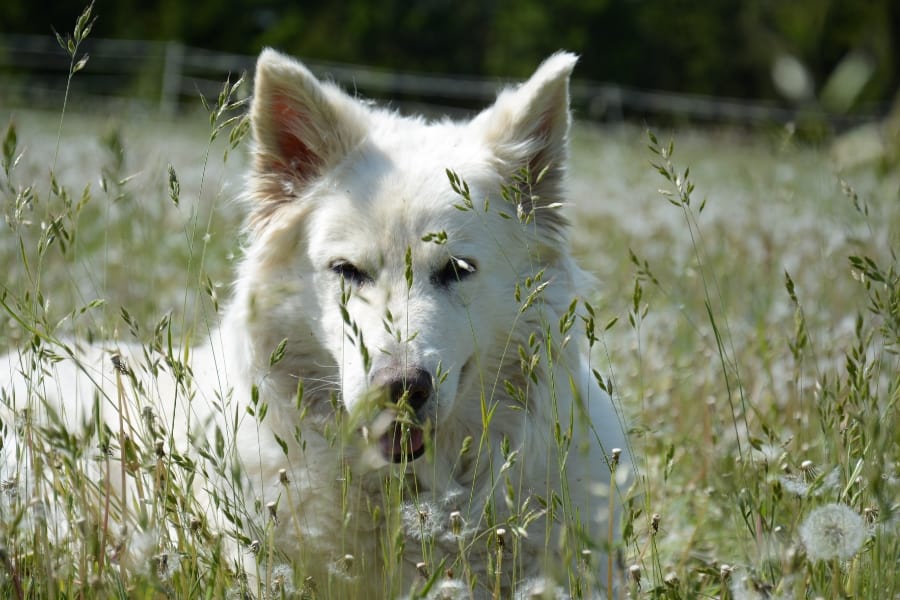 Die weiße Schäferhündin Feline m hohen Gras. Wir hatten schon einige Angsthunde am Hof in all den Jahren.