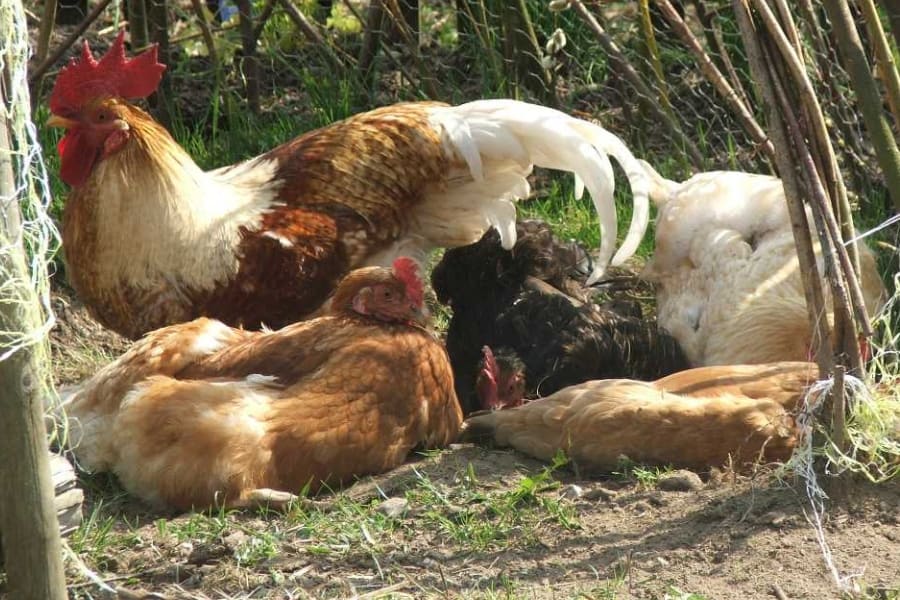 einige Hühner in einem Weidetippi