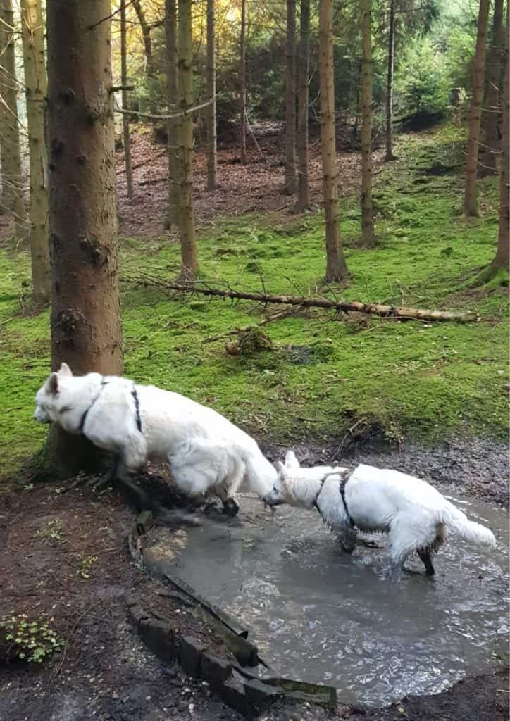 2 weiße Schäferhunde in der Quelle im Wald