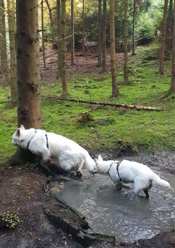 Hunde im Sommer lieben Wasser. Hier 2 weiße Schäferhunde in der Quelle im Wald