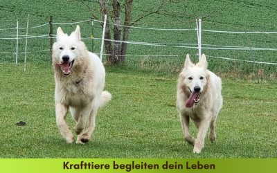 Krafttiere begleiten dich