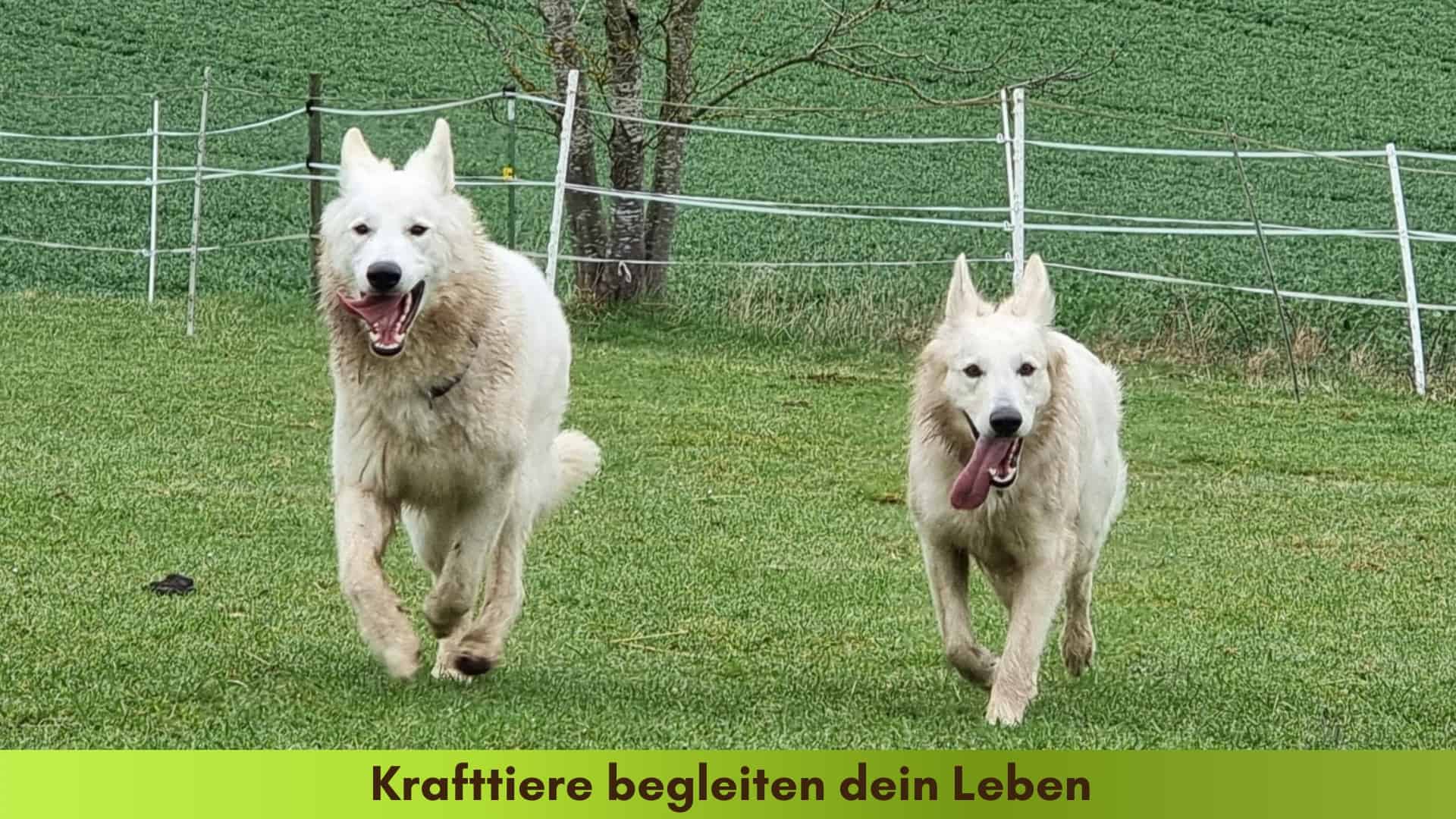 2 weisse Schäferhunde rennen die Hangwiese hoch