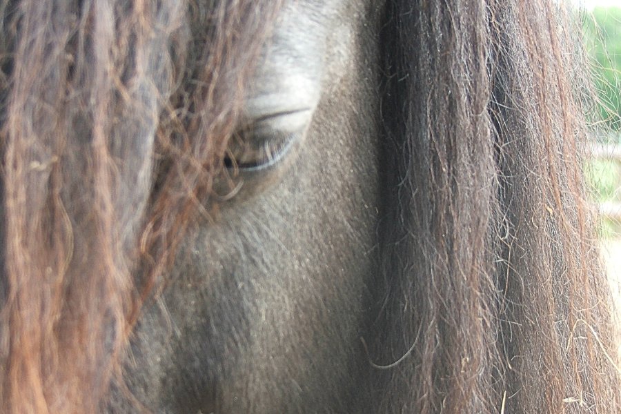 Pedi unser schwarzes Shetlandpony,, von der Seite fotografiert. Pferde sind wundervolle Krafttiere.
