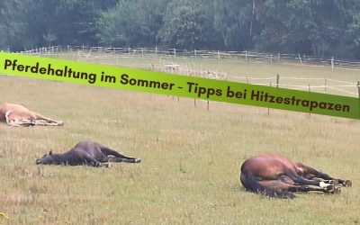 Pferdehaltung im Sommer – die besten Tipps bei Hitzestrapazen