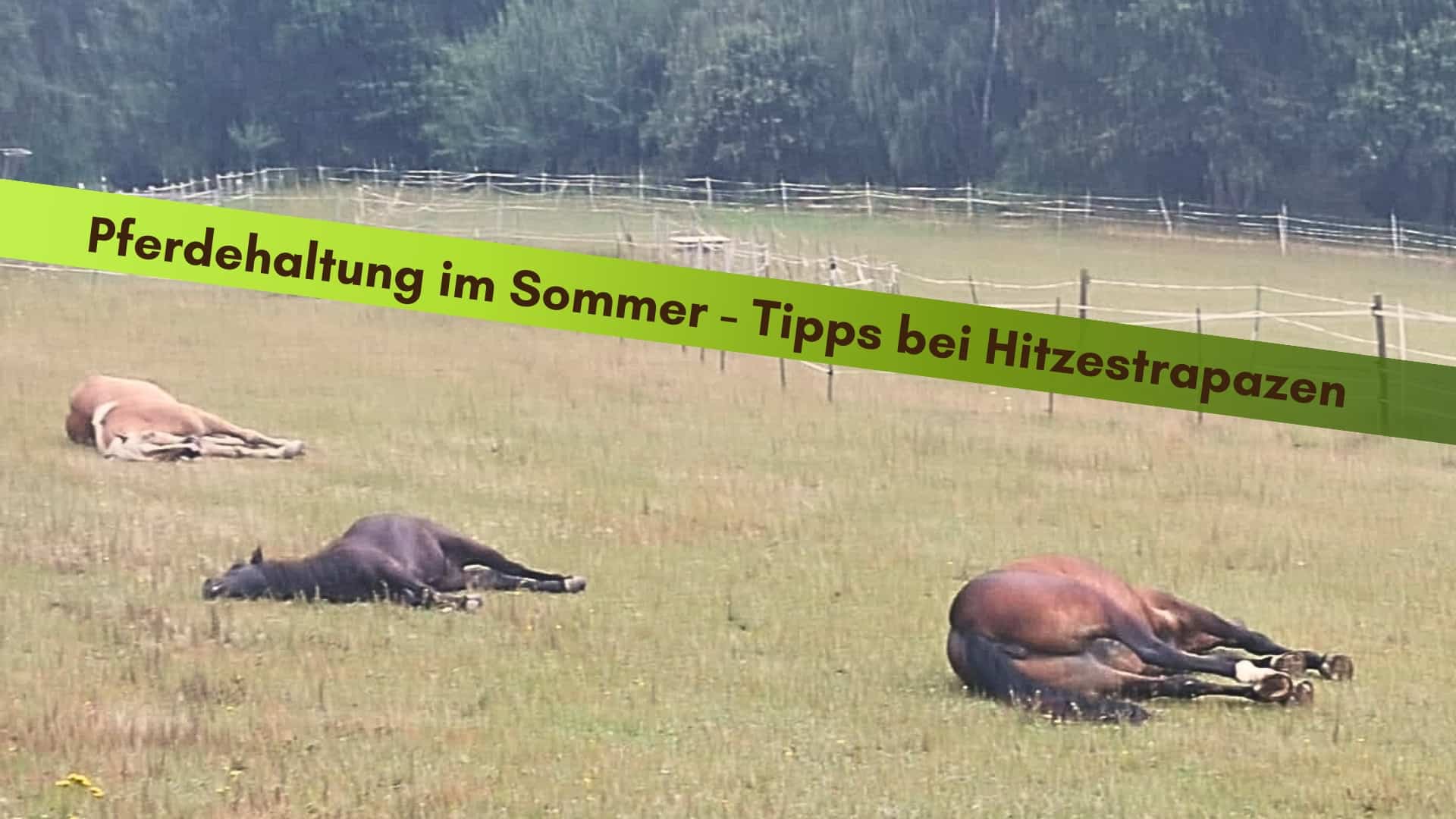 Drei Pferde liegen flach auf der Seite am Boden und schlafen
