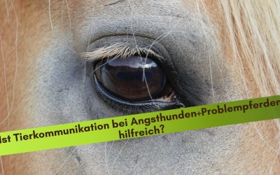 Angsthunde, Problempferde-kann Tierkommunikation da helfen?