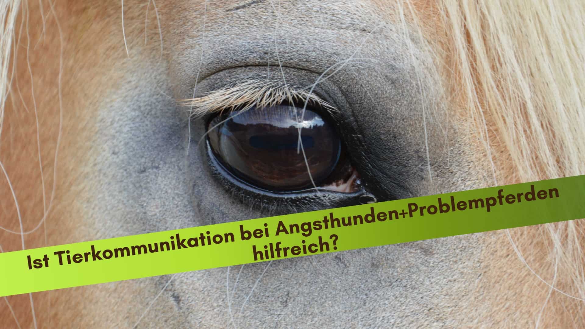 Das Auge des Haflingers in Nahaufnahme