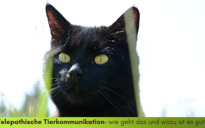 Telepathische Tierkommunikation-wie geht das und wozu dient sie?