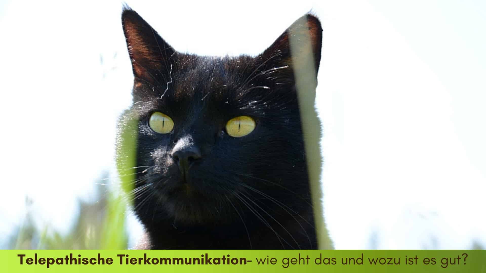 Schwarzer Kater mit gelben Augen blickt aufmerksam durch das Gras