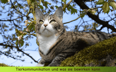 Tierkommunikation und was sie bewirken kann