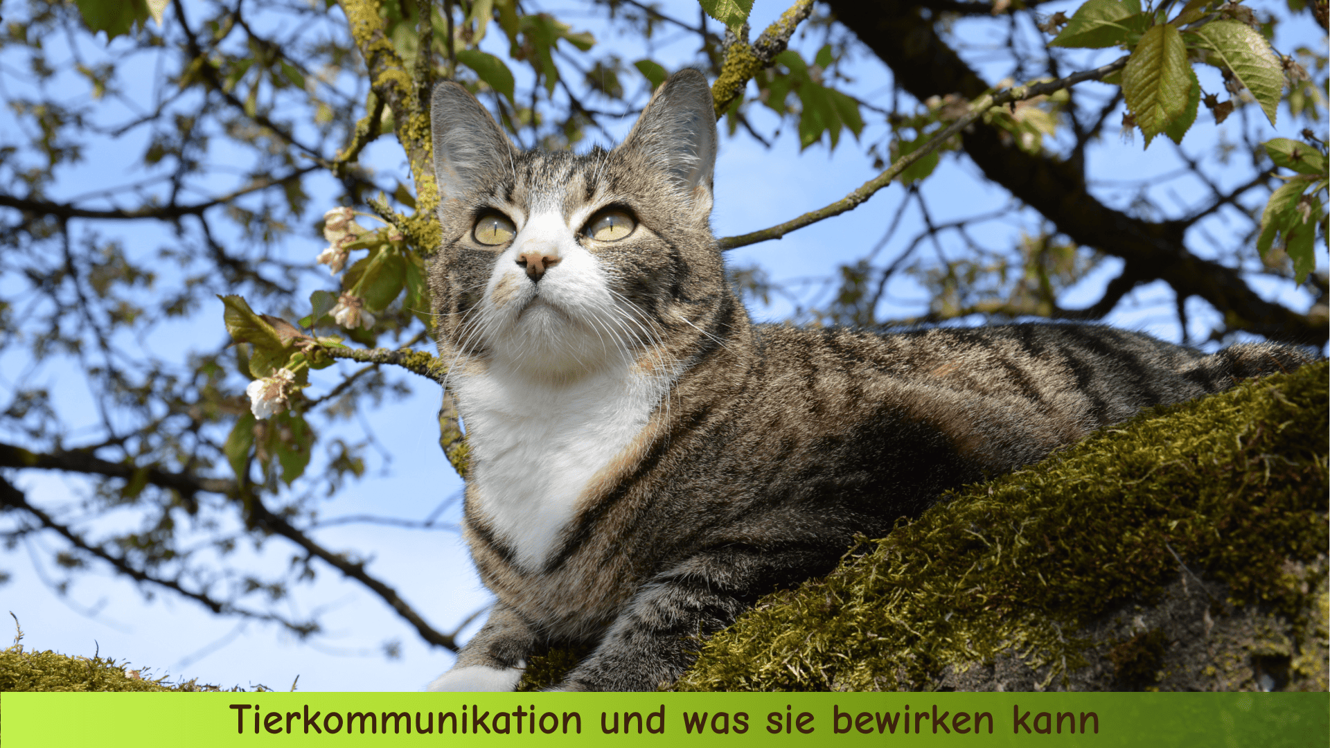 Eine getigerte Katze mit gelben Augen sitzt im Baum und schaut zum Himmel