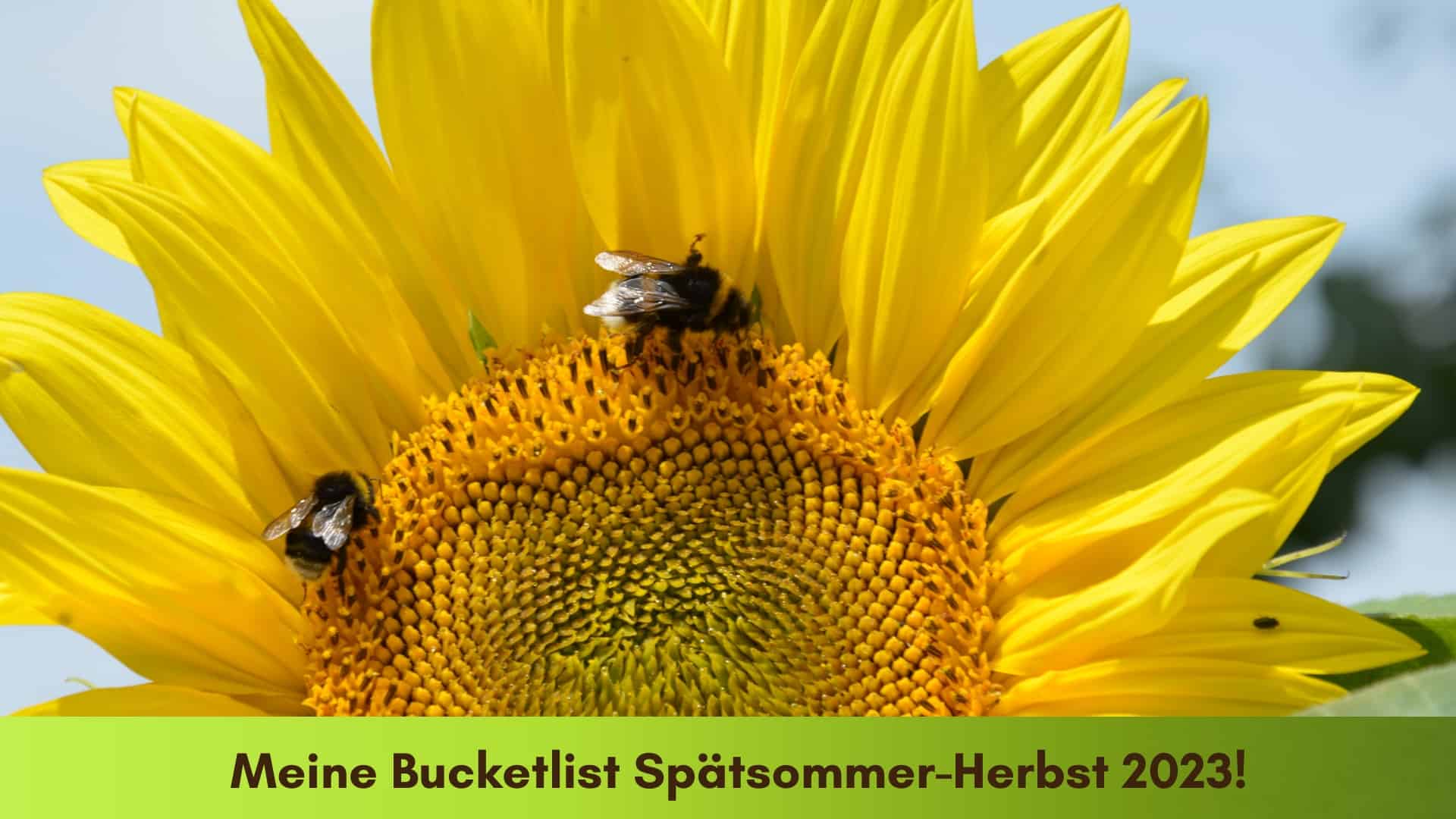 Sonnenblume mit 2 Hummeln darauf